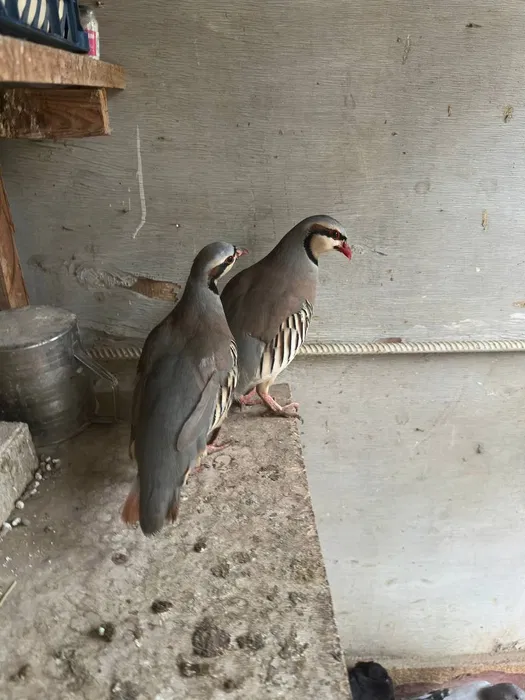 Kaklik para erkak ayol