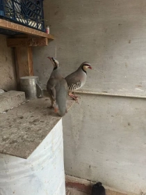 Продам, Kaklik para erkak ayol