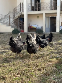 Продам, Avstralorp Joja tuxum sotiladi