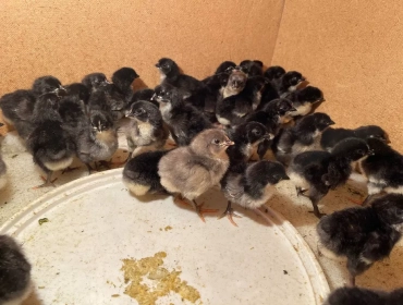 Продам, Avstralorp Joja tuxum sotiladi