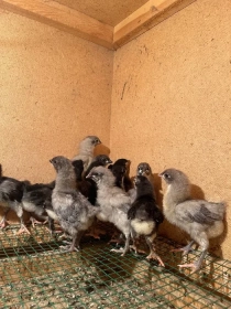 Продам, Avstralorp Joja tuxum sotiladi