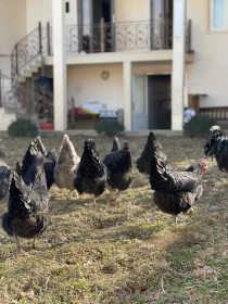 Продам, Avstralorp Joja tuxum sotiladi