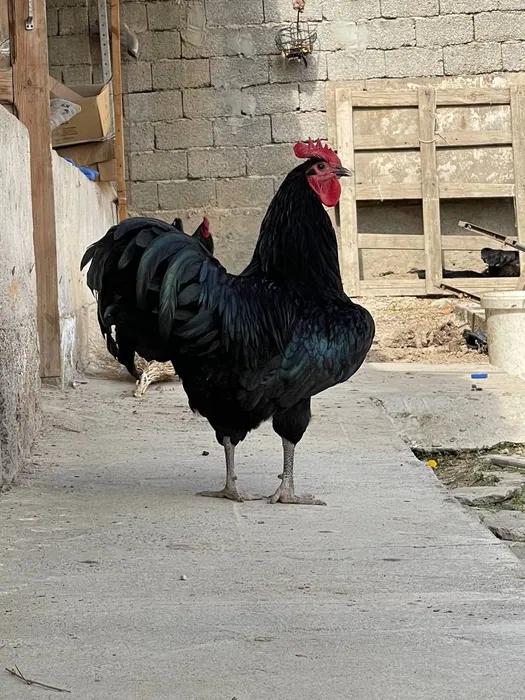 Avstralorp Joja tuxum sotiladi