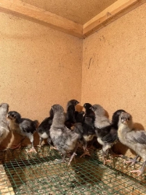 Продам, Avstralorp Joja tuxum sotiladi