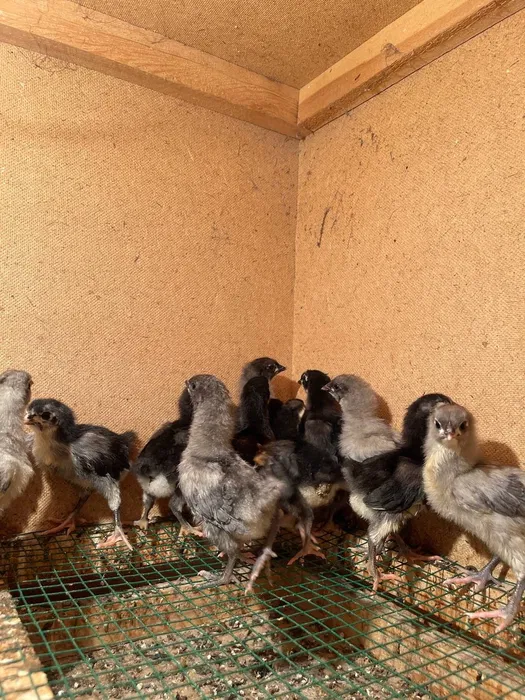 Avstralorp Joja tuxum sotiladi