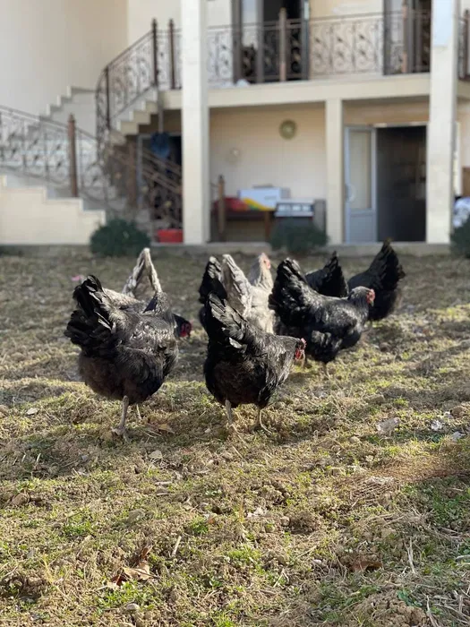 Avstralorp Joja tuxum sotiladi