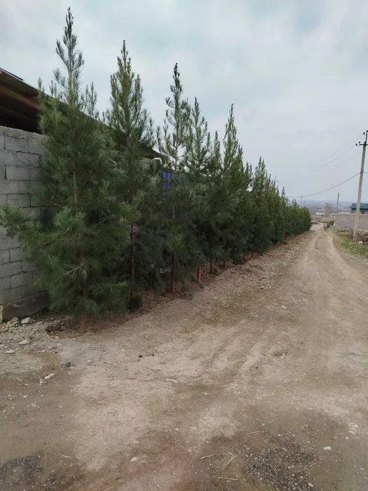 Андижонда Хитой Заводининг ёнида нотурар ер сотилади!