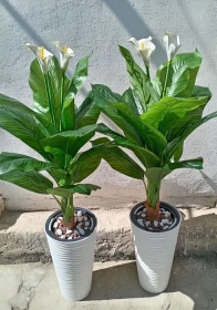 Продам, Навои шахр.Нархлари 160 мингдан бошлаб. Декоратив суний гуллар. Ассорт