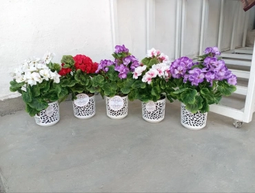 Продам, Навои шахр.Нархлари 160 мингдан бошлаб. Декоратив суний гуллар. Ассорт