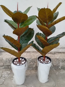 Продам, Навои шахр.Нархлари 160 мингдан бошлаб. Декоратив суний гуллар. Ассорт