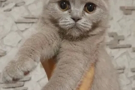 40 yoshli transseksuallar Eski porno