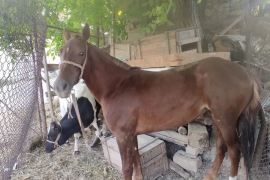 Sotaman, Ot baytal qirgiz