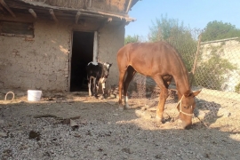 Sotaman, Ot baytal qirgiz