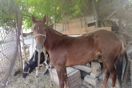 Sotaman, Ot baytal qirgiz