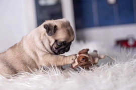 Sotaman, Самые здоровые щенки мопса с доставкой от Fulgrim