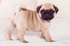 Sotaman, Самые здоровые щенки мопса с доставкой от Fulgrim