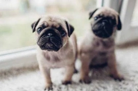 Sotaman, Самые здоровые щенки мопса с доставкой от Fulgrim