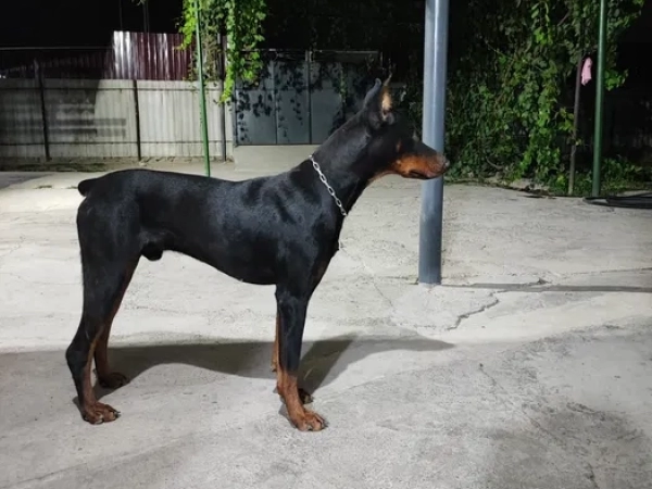 Продам, Продам щенят порода Доберман.