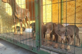 Продам, Продам щенят порода Доберман.