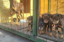 Продам, Продам щенят порода Доберман.