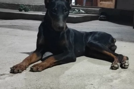 Продам, Продам щенят порода Доберман.