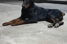 Продам, Продам щенят порода Доберман.