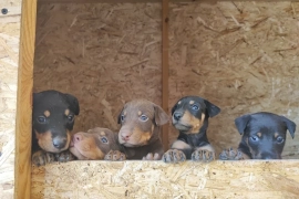 Продам, Продам щенят порода Доберман.