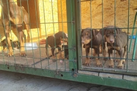 Продам, Продам щенят порода Доберман.