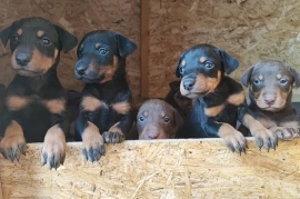 Продам, Продам щенят порода Доберман.
