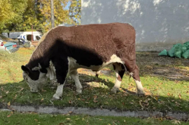 Sotaman, Toza Hereford Buqa Sotladi!