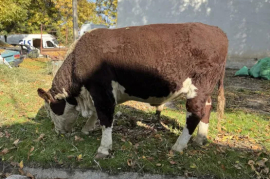 Sotaman, Toza Hereford Buqa Sotladi!