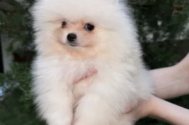 Продам, кобель померанский шпиц 4 месяца