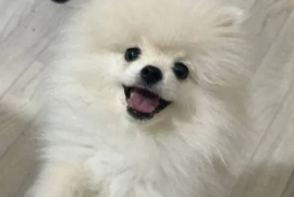 Sotaman, кобель померанский шпиц 4 месяца