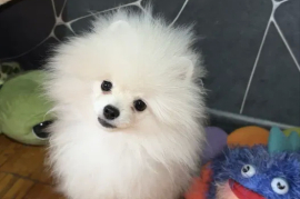 Продам, кобель померанский шпиц 4 месяца