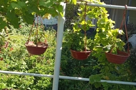 Sotaman, Ховли Уй сотилади