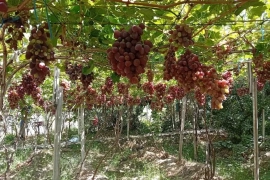 Продам, Продаётся Дача 6,5 соток Паркеннтский район