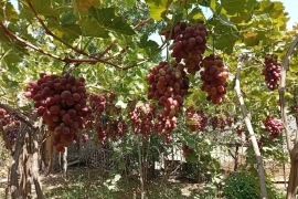 Продам, Продаётся Дача 6,5 соток Паркеннтский район