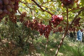 Продам, Продаётся Дача 6,5 соток Паркеннтский район