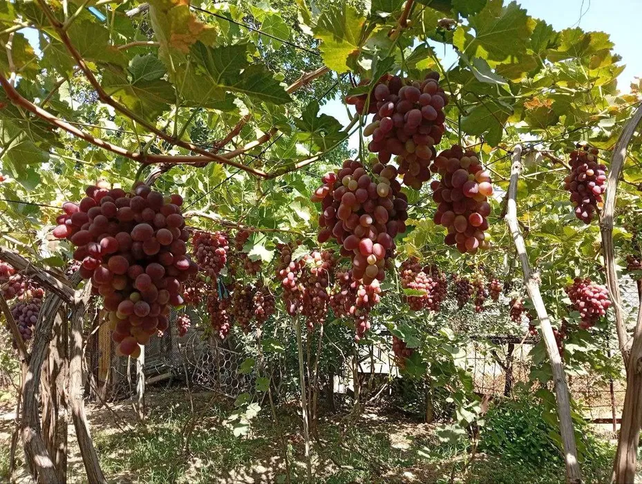 Продаётся Дача 6,5 соток Паркеннтский район