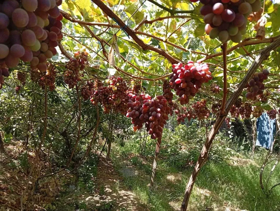 Продаётся Дача 6,5 соток Паркеннтский район