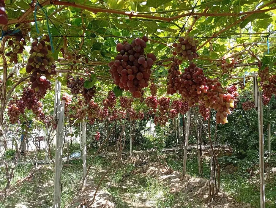 Продаётся Дача 6,5 соток Паркеннтский район