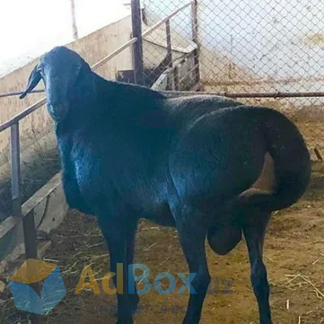 Продам, Кассоб хизмати Qassob xizmati