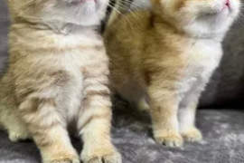 Sotaman, Котята с родословной. Скоттиш- страйт