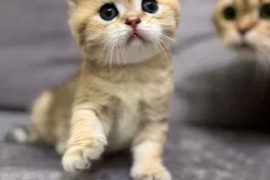 Sotaman, Котята с родословной. Скоттиш- страйт