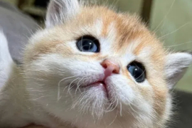 Sotaman, Котята с родословной. Скоттиш- страйт