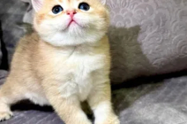 Sotaman, Котята с родословной. Скоттиш- страйт