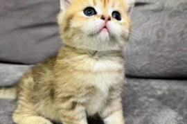 Sotaman, Котята с родословной. Скоттиш- страйт