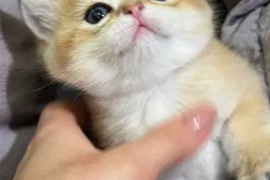 Sotaman, Котята с родословной. Скоттиш- страйт